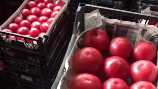Обзор томатов парадайз, мей шуай и фенда. Запоздалое видео, приношу извинения)