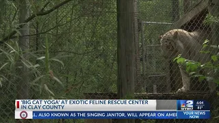 Big Cat Yoga at EFRC