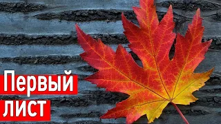 Первый лист - Фёдор Иванович Тютчев, стихи о любви #ожизни #слушать #стих #проза