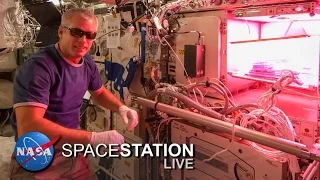 Space Station Live: Lettuce Look at Veggie