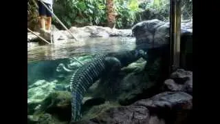 Alligatoren im Loro Parque