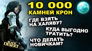 🌍10 000 КРОН на ХАЛЯВУ! Где взять в БДО, куда выгодно вложить, зачем они новичкам в BDO-Black Desert