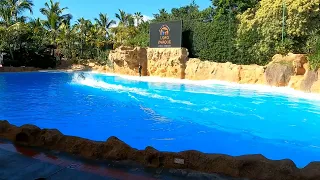 Tenerife Loro Parque , Dolphin Show