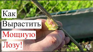 Как вырастить МОЩНУЮ ЛОЗУ Винограда! Первый шаг