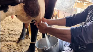 Live cow 🐄 milking92168 36240 || Top milking speed by hand 🤚 #milk #cow_milking @dairyvloge8514