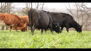 Adaptive Grazing 101: How to Get Good Manure Distribution