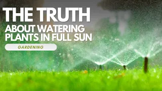 The Truth About Watering Plants in Full Sun