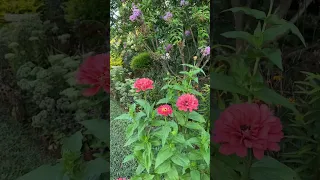 Cottage Garden Goals🌸🌺🌱 #garden #cottagegarden #flowergarden #gardening #gardentour