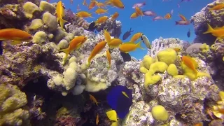 Diving holidays at Hurghada in Egypt