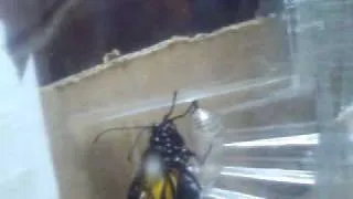 Monarch Butterfly Emerges from Chrysalis Part 2/2