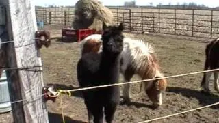 Alpaca and Ponies at Babula Auction