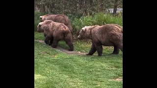 Meeting Grazer, the most daring Mama Bear and her 2 cubs