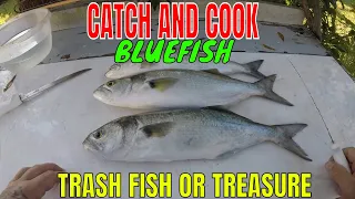 BLUEFISH CATCH AND COOK..TRASH FISH OR TREASURE