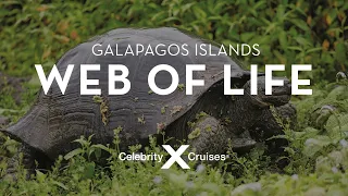 Web of Life: How Ocean Currents Influence Galapagos Wildlife