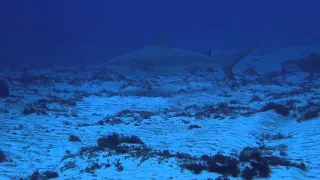 Заповедник акул в Палау / Shark Sanctuary in Palau | 4K |