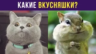 Приколы с животными. Какие вкусняшки? | Мемозг #57