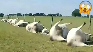 PORQUE ESSAS VACAS AMANHECERAM ASSIM?