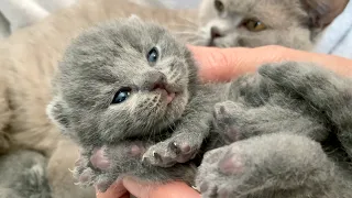 Cuteness! British Shorthair Baby Kittens and Mommy Cat 💖 12 Days After Birth