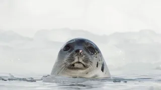 Harp Seal Pups are Losing their Homes | Our Frozen Planet | BBC Earth