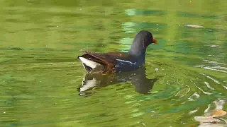 2024/5/24, 17:26:  Одинокая камышница плавает в поисках пищи по воде нижнего Лермонтовского пруда