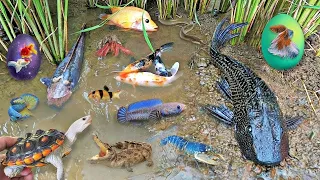 So Amazing Catching Colorful Betta Fish In The River Cute Catfish Ornamental Fish Turtle Bird Wolf