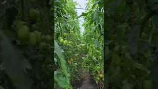 Tomatoes in the caterpillar tunnel