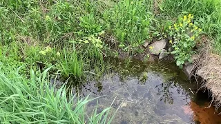 Frog Puddle