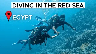 Egypt Vlog Part 2 | Getting certified in Sharm el Sheikh 🐟