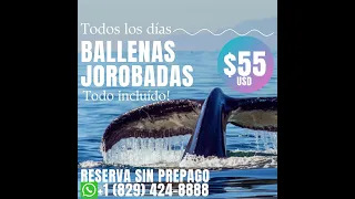 Ballenas Jorobadas  2023 República Dominicana Samaná bahia Punta Cana Bayahibe Santo Domingo