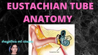 007. Anatomy of Pharyngotympanic Tube  #Eustachian tube anatomy  #middle ear anatomy