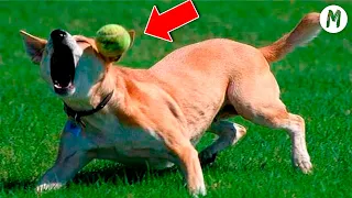 😂🐶 Funny Dog Videos 2020 😂🐶 Dogs Having a BAD DAY! Try Not To Laugh