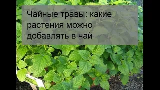 Чайные травы: какие растения можно добавлять в чай