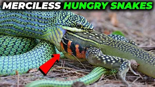 5 MERCILESS HUNGRY SNAKES EATING EVERYTHING IN SIGHT