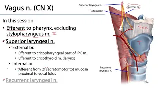 Larynx and Pharynx LO - Glossopharyngeal and Vagus nn