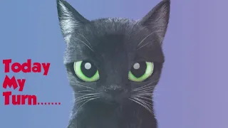 Funny and Cute Cat Videos 2021 😻 Mr Comali Man