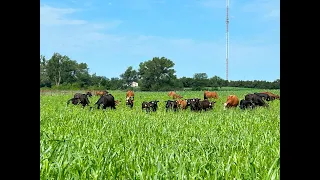 Grazing warm season annuals