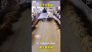 Утренняя раздача корма коровам на ферме в Китае