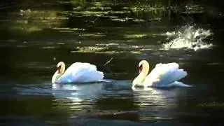 LA MULTI ANI SARBATORITILOR ! (André Rieu - Le Cygne )