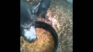 one month old potbelly piglets learning to eat grains