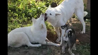 ГДЕ Я ТАМ ВСЕ!!!ЛАЙМА,СОБОЛЬ,ТАЙНА,ЗЛАТА И ЩЕНКИ!!!