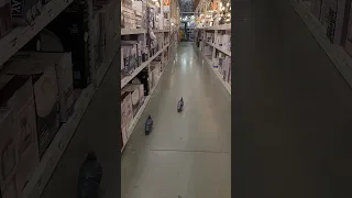 Birds shop Home Depot #led #pigeon #animalsshopping