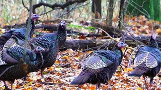 Nature: Wild turkeys