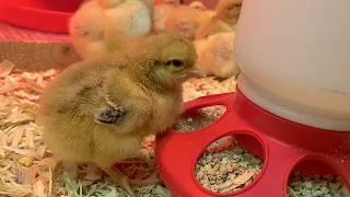 Raising Baby Chicks (Step by Step)