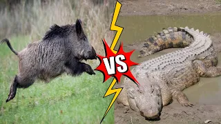 SALTWATER CROCODILE — hunts tigers, kills sharks and eats whales! Crocodile vs boar and kangaroo!