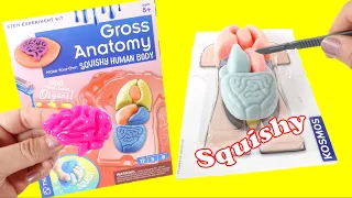 DIY Squishy Human Body - Gross Anatomy STEM Kit