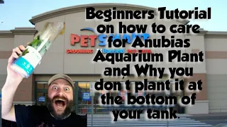 Beginners, Tutorial, and Care, guide for Anubias, Aquarium Plant, #beginners