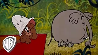 Tom & Jerry | Sorry Safari