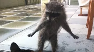 Cats Encounter With A Raccoon