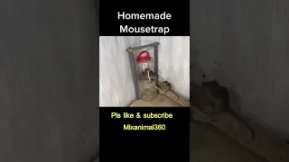 Plastic bottle mouse trap || Homemade Mousetrap #shorts #short #Youtubeshorts #shot #rat