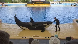 LORO PARQUE (PARK) Tenerife / ORCA SHOW - Espectáculo de orcas Canarias HD